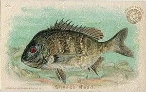 1900 Church & Co. Fish Series (J15) #24 Sheeps Head Front