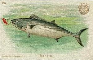 1900 Church & Co. Fish Series (J15) #26 Bonito Front