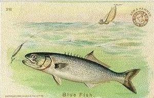 1900 Church & Co. Fish Series (J15) #28 Blue Fish Front