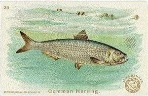 1900 Church & Co. Fish Series (J15) #29 Common Herring Front
