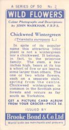 1955 Brooke Bond Wild Flowers #2 Chickweed Wintergreen Back