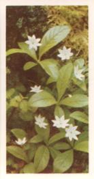 1955 Brooke Bond Wild Flowers #2 Chickweed Wintergreen Front