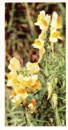 1955 Brooke Bond Wild Flowers #13 Toadflax Front