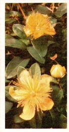 1955 Brooke Bond Wild Flowers #18 Large Flowered St Johns Wort Front