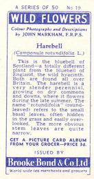 1955 Brooke Bond Wild Flowers #19 Harebell Back