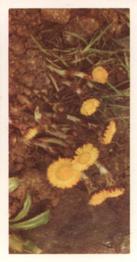 1955 Brooke Bond Wild Flowers #23 Coltsfoot Front
