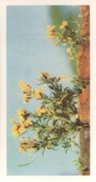 1955 Brooke Bond Wild Flowers #26 Wild Wallflower Front