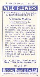 1955 Brooke Bond Wild Flowers #28 Common Mallow Back