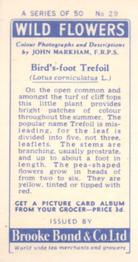 1955 Brooke Bond Wild Flowers #29 Birds Foot Trefoil Back