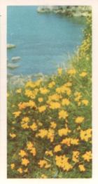 1955 Brooke Bond Wild Flowers #29 Birds Foot Trefoil Front