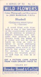 1955 Brooke Bond Wild Flowers #34 Bluebell Back