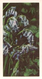 1955 Brooke Bond Wild Flowers #34 Bluebell Front