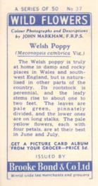 1955 Brooke Bond Wild Flowers #37 Welsh Poppy Back