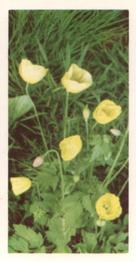1955 Brooke Bond Wild Flowers #37 Welsh Poppy Front