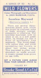 1955 Brooke Bond Wild Flowers #38 Scentless Mayweed Back