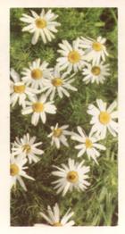 1955 Brooke Bond Wild Flowers #38 Scentless Mayweed Front