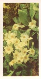 1955 Brooke Bond Wild Flowers #40 Primrose Front