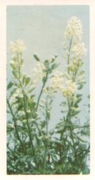 1955 Brooke Bond Wild Flowers #42 Wild Mignonette Front