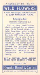 1955 Brooke Bond Wild Flowers #44 Sheeps Bit Back
