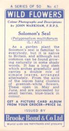 1955 Brooke Bond Wild Flowers #47 Solomons Seal Back