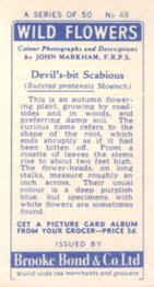 1955 Brooke Bond Wild Flowers #48 Devils Bit Scabious Back