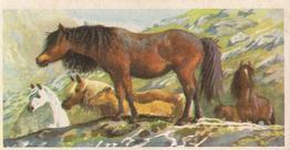 1958 Brooke Bond British Wild Life - Brooke Bond British Wild Life 2nd Printing #2 The Welsh Mountain Pony Front