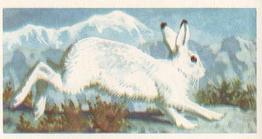 1958 Brooke Bond British Wild Life - Brooke Bond British Wild Life 2nd Printing #21 The Mountain or Blue Hare Front