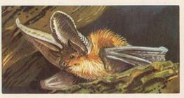 1958 Brooke Bond British Wild Life - Brooke Bond British Wild Life 2nd Printing #37 The Long-Eared Bat Front