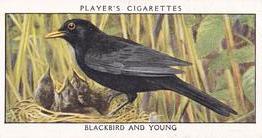 1932 Player's Wild Birds (Small) #1 Blackbird and Young Front