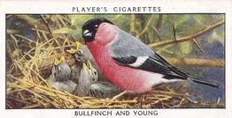 1932 Player's Wild Birds (Small) #2 Bullfinch and Young Front