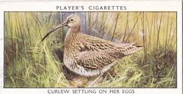 1932 Player's Wild Birds (Small) #8 Curlew settling on Her Eggs Front