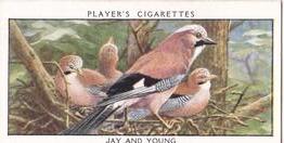 1932 Player's Wild Birds (Small) #16 Jay and Young Front