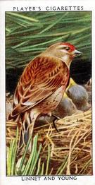 1932 Player's Wild Birds (Small) #21 Linnet and Young Front