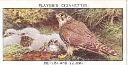 1932 Player's Wild Birds (Small) #23 Merlin and Young Front