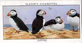 1932 Player's Wild Birds (Small) #30 Puffins Front