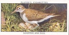 1932 Player's Wild Birds (Small) #33 Sandpiper and Eggs Front