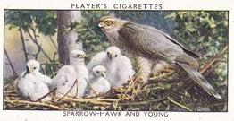 1932 Player's Wild Birds (Small) #35 Sparrow-Hawk and Young Front