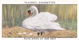 1932 Player's Wild Birds (Small) #37 Mute Swan at Her Nest Front