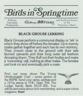 1983 Cadbury's Birds in Springtime #NNO Black Grouse Lekking Back