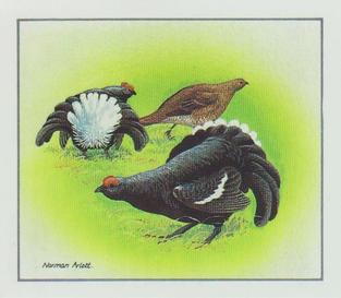1983 Cadbury's Birds in Springtime #NNO Black Grouse Lekking Front