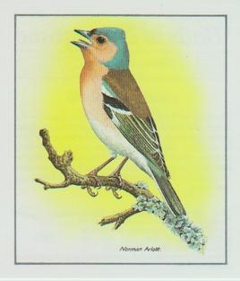 1983 Cadbury's Birds in Springtime #NNO Chaffinch singing Front