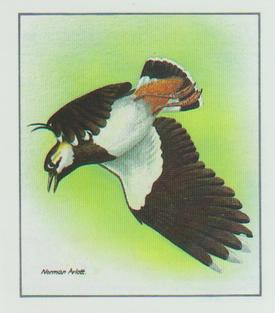 1983 Cadbury's Birds in Springtime #NNO Lapwing's display flight Front