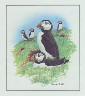 1983 Cadbury's Birds in Springtime #NNO Puffin colony Front