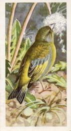 1957 Brooke Bond Bird Portraits  - Without Address #10 Greenfinch Front