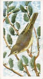 1957 Brooke Bond Bird Portraits  - Without Address #12 Willow Warbler Front