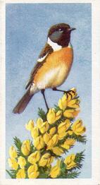 1957 Brooke Bond Bird Portraits  - Without Address #15 Stonechat Front