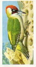 1957 Brooke Bond Bird Portraits  - Without Address #22 Green Woodpecker Front