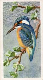 1957 Brooke Bond Bird Portraits  - Without Address #24 Kingfisher Front