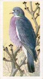 1957 Brooke Bond Bird Portraits  - Without Address #25 Wood Pigeon Front