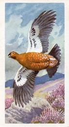 1957 Brooke Bond Bird Portraits  - Without Address #31 Red Grouse Front